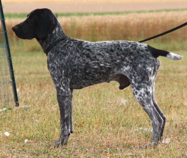 Braque d'Auvergne |LOF |Chasse |Elevage canin |Reproducteur