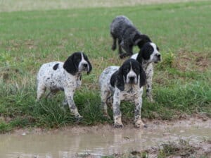Chiots Braque d'Auvergne dans la nature