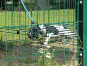 Braque dans le parc de sociabilisation