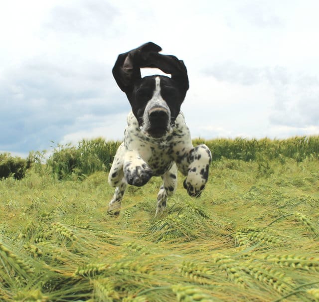 élevage de Braques d'Auvergne, chiot qui saute dans les champs