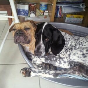 Braque d'auvergne avec un dogue
