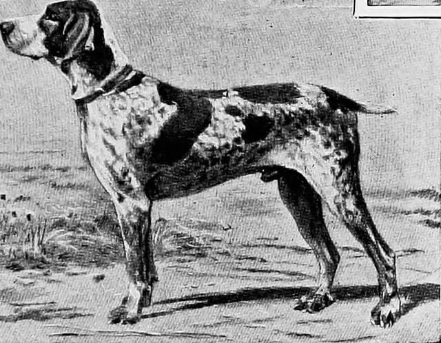 Illustration Braque d'Auvergne