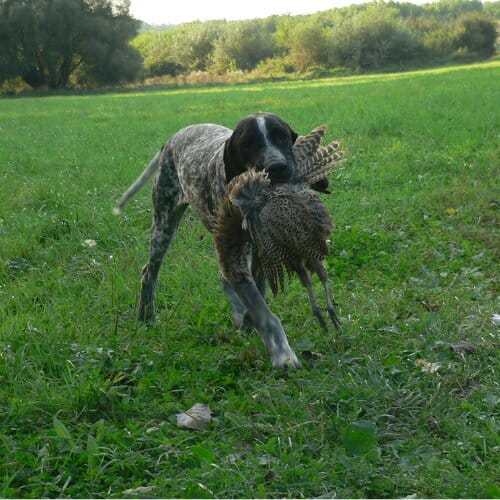 Chiens d'élevage du Paradis des Edelweiss à la chasse