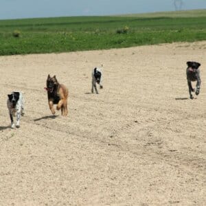 Braque d'Auvergne avec des malinois