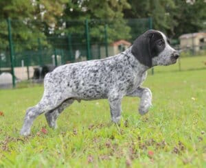 Chiot Braque d'Auvergne à l'arrêt dans l'herbe, prêt à la chasse