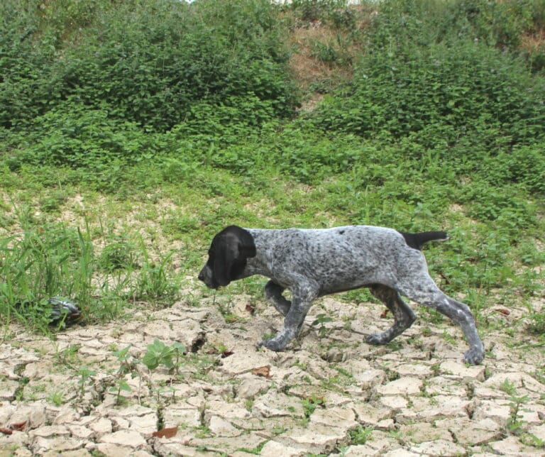 Chiot Braque d'Auvergne à l'arrêt chasse