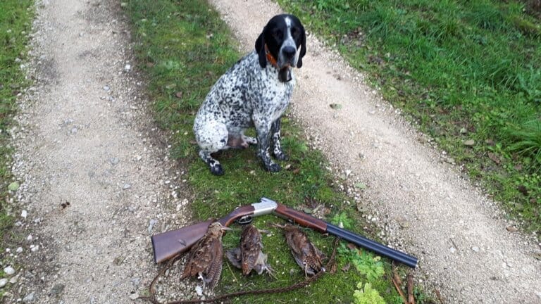 Braque d'Auvergne du Paradis des Edelweiss à la chasse