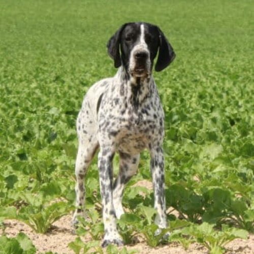Chienne braque d'auvergne dans les champs