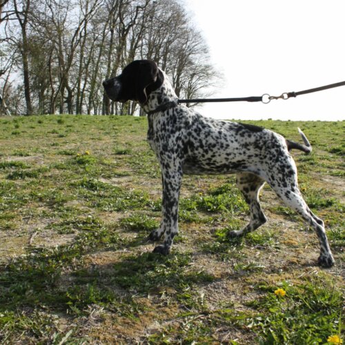 Chienne de l'élevage du paradis des Edelweiss