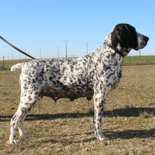Chienne reproductrice de profil