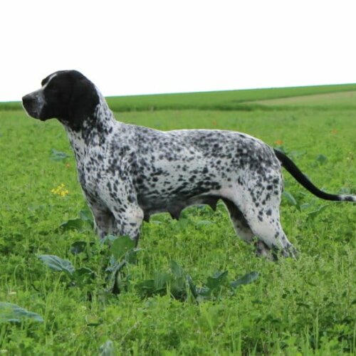 Just Me du Paradis des Edelweiss chien dans l'herbe