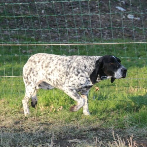 Madame du Paradis des Edelweiss dans l'herbe a l'arrêt
