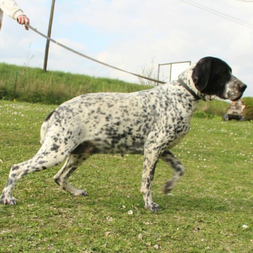 Chienne reproductrice au paradis des edelweiss